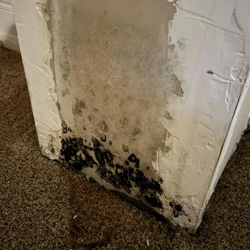 Professional Mold Removal in Monahans, TX